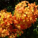 Dwarf Orange Tropical Ixora Plant Taiwanensis Well Rooted Starter Plant