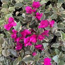 Claret Red Variegated Bougainvillea Small Well Rooted Starter Plant