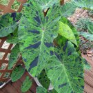 Mojito Elephant Ear Colocasia Esculenta Small Rooted Starter Plant
