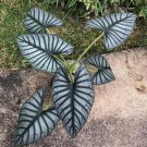 Imperialis Alocasia Nebula Small Well Rooted Starter Plant