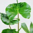 Stingray Alocasisa Elephant Ear Small Well Rooted Starter Plant