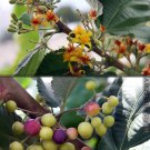 Sherbet Berry Grewia Asiatica Small Rooted Starter Plant