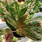 Jazzed Gems Sprakling Sara Aglaonema Chinese Evergreen Plant Well Rooted Starter Plant Perfect House