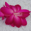 Sterling Christmas Cactus Well Rooted Starter Plant Schlumbergera Truncata
