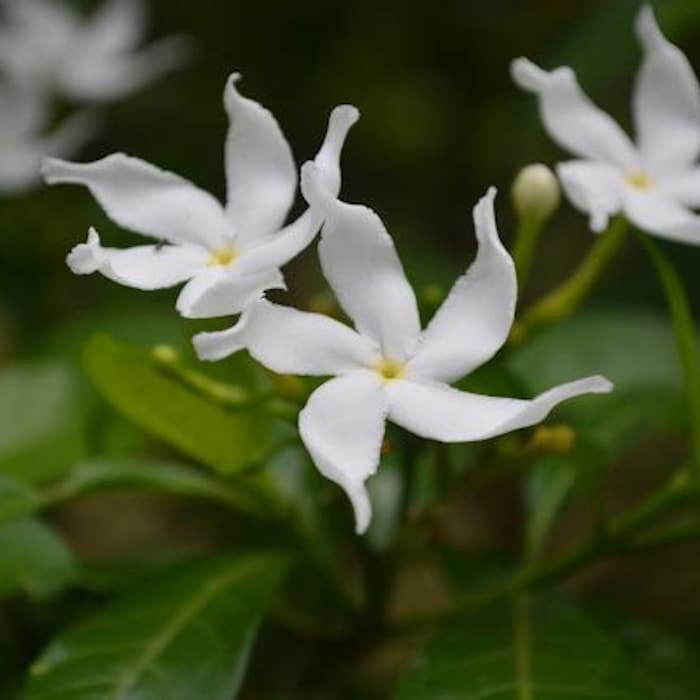 Pinwheel Crape Jasmine Tabernaemontana Divaricate Small Rooted Starter Plant