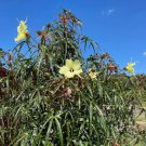 Chief Kubos Prize South Sea Salad Bele Tree Abelmoschus Manihot Small Rooted Starter Plant Edible Le