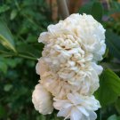 Grand Duke Of Tuscany Jasmine Jasminum Sambac Small Rooted Starter Plant Extremely Fragrant