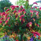 Red Yellow Shrimp Plant Well Rooted Starter Plant Beloperone Gutatta Bloom