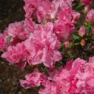 Hallie Azalea Rhododendron Starter Plant Lovely Pink Double Fancy Ruffled Blooms