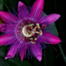 Lavender Lady Passiflora Passion Vine Small Rooted Starter Plant Passiflora X Alato Fragrant