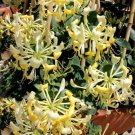 Scentsation Honeysuckle Vine Well Rooted Starter Plant Late Dutch Lonicera Hummingbird Heaven