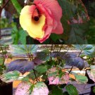 Auntie Lillis South Sea Salad Bele Tree Abelmoschus Manihot Small Starter Plan Edible Leaves Blooms