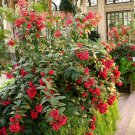 Cestrum Newellii Red Aka Hummingbird Plant Or Red Jasmine Well Rooted Starter Plant Hummingbird Para