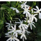 Indian Jui Jasmine Jasminum Molle Small Rooted Starter Plant Very Fragrant