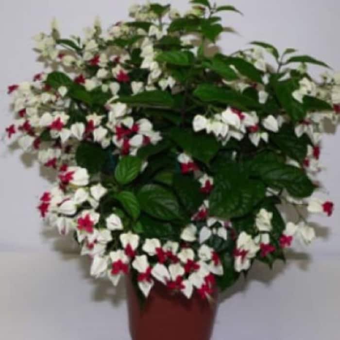 Bleeding Heart Small Rooted Starter Plant Clerodendrum Thomsonia White Red Blooms