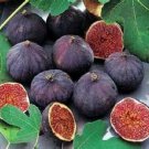 Olympian Fig Ficus Carica Live Well Rooted Starter Plant