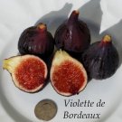 Violette De Bordeaux Fig Ficus Carica Live Well Rooted Starter Plant