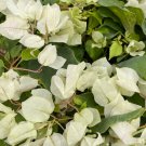 Sunstone White Bougainvillea Small Rooted Starter Plant With Slightly Variegated Leaves Live Bougain