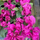 Vera Deep Purple Bougainvillea Small Well Rooted Starter Plant Live Bougainvillea Starter Plug Plant