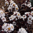 Ebony Ivory Crepe Crape Myrtle Starter Lagerstroemia Well Rooted Starter Plant Snow White Blooms Wit
