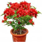 Jamaican Red Live Well Rooted Bougainvillea Starter Plant