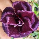 Jendamak Desert Rose Adenium Obesum Small Rooted Seedling Plant