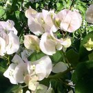 Vera White Bougainvillea Small Well Rooted Starter Plant Live Bougainvillea Starter Plug Plant Usa S