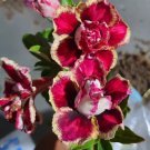 Keyhuaye Desert Rose Adenium Obesum Small Rooted Seedling Plant