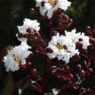 Ebony Ivory Crepe Crape Myrtle Starter Plant White Flower Black Foliage Gorgeous