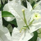 Rinjstar White Bougainvillea Small Well Rooted Starter Plant Solid White Blooms