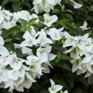 Ms Alice Bougainvillea Small Well Rooted Starter Plant Live Bougainvillea Starter Plug Plant Usa Sel