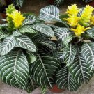 Snow White Zebra Aphelandra Squarrosa Dania Plant Well Rooted Starter Plant