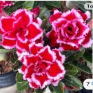 Jewelry Desert Rose Adenium Obesum Small Rooted Seedling Plant