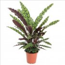 Rattlesnake Houseplant Calathea Lancifolia Insignis Live Starter Plant