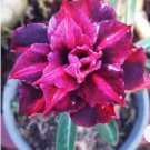 King Purple Desert Rose Adenium Obesum Small Rooted Seedling Plant