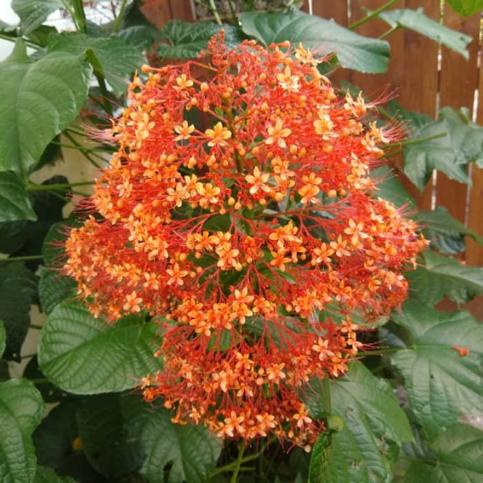 Orange Pagoda Clerodendrum Paniculatum Aka Orange Pyramid Tower Small Rooted Starter Plant