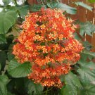 Orange Pagoda Clerodendrum Paniculatum Aka Orange Pyramid Tower Small Rooted Starter Plant