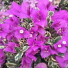 Blueberry Ice Bougainvillea Small Well Rooted Starter Plant Live Bougainvillea Starter Plug Plant Us