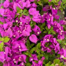Royale Purple Bougainvillea Small Well Rooted Starter Plant Deep Solid Purple Blooms