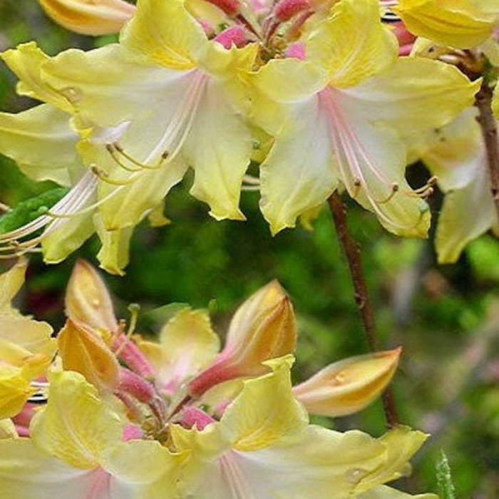 Clear Creek Aromi Deciduous Azalea Rhododendron Well Rooted Small Starter Plant Please Read All Info