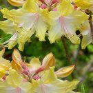Clear Creek Aromi Deciduous Azalea Rhododendron Well Rooted Small Starter Plant Please Read All Info