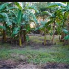 Lacatan Musa Live Banana Tree Small Rooted Starter Plant Fruits In 8 12 Months