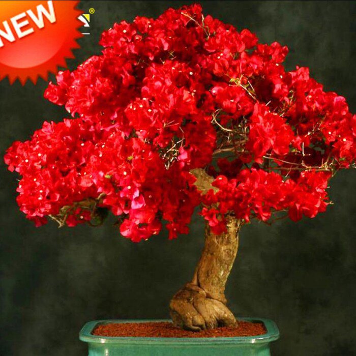Well Rooted Spectabilis Red Live Bougainvillea Starter Plug Plant Very Rare Variety