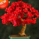Well Rooted Spectabilis Red Live Bougainvillea Starter Plug Plant Very Rare Variety