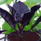 Kapit Alocasia Infernalis Small Well Rooted Starter Plant