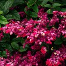 Java Red Bleeding Heart Small Rooted Starter Plant Clerodendrum Delectum Red Purple