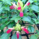 Fruit Cocktail Shrimp Justicia Brandegeana Well Rooted Small Starter Plant Blooms