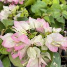 Yanis Delight Bougainvillea Small Well Rooted Starter Plant Blooms Open White As They Age The Purple