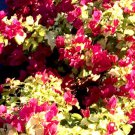 Sunstone Red Bougainvillea Small Well Rooted Starter Plant Live Bougainvillea Starter Plug Plant Usa