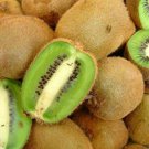 Tomuri Male Kiwi Vine Actinidia Chinensis Small Well Rooted Starter Plant